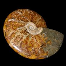 Rare ammonite Clonicras